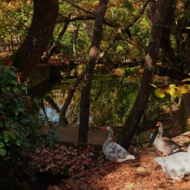 Eyrostini Duck Slider